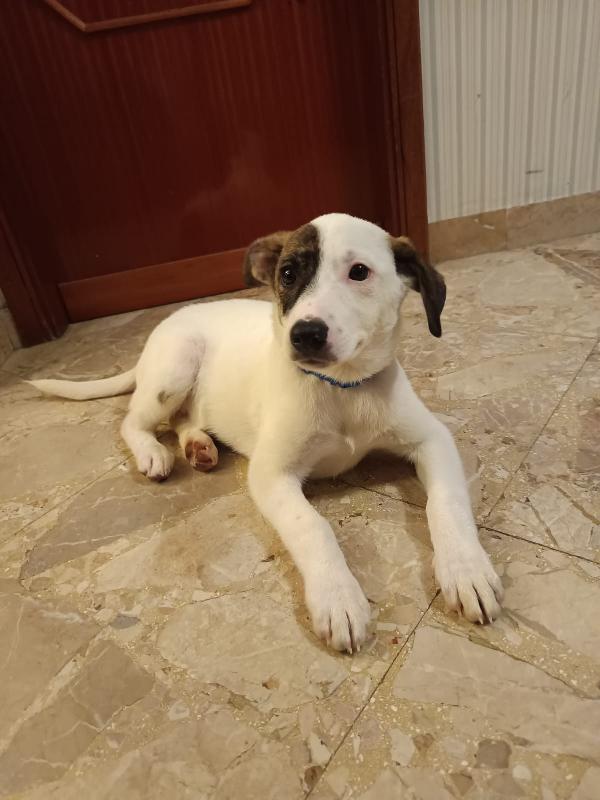 Cucciolino taglia piccola Foto 4